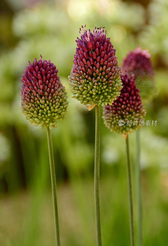 Allium sphaerocephalon。